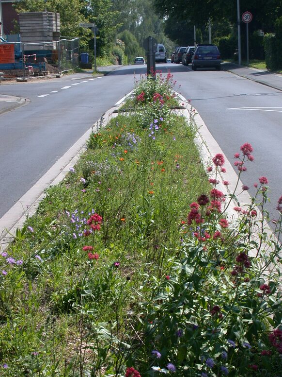 Rote Spornblume und weitere Blüten auf einer Verkehrsinsel