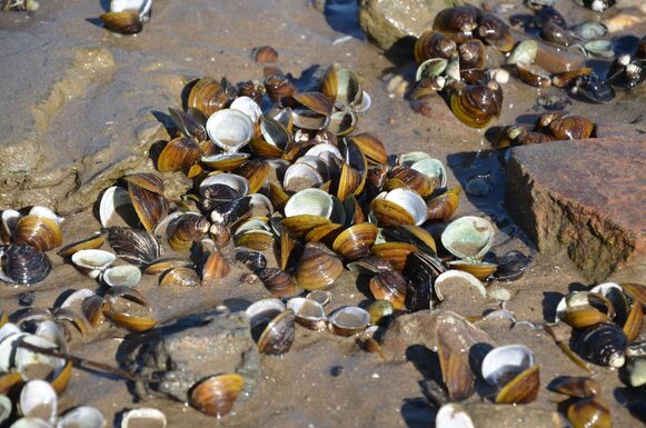 Körbchenmuscheln am Rheinufer