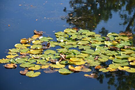 Seerosen in einem Teich