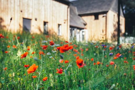 Blumenwiese vor dem Haus der Natur.