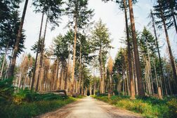 Waldweg im Kottenforst