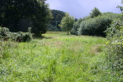 Wiese in einem Laubwald