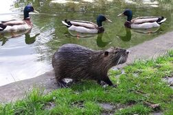 Enten und ein Nutria in der Rheinaue