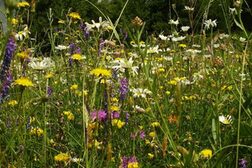 Blühwiese mit gelben, weißen und lilafarbenen Blumen