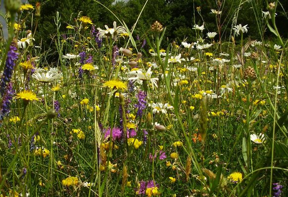 Blühwiese mit gelben, weißen und lilafarbenen Blumen