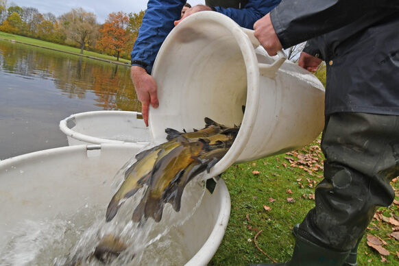 Die Schleien werden in einen Eimer mit einer Mischung aus Seewasser und Wasser aus dem Aufzuchtbecken umgesetzt, um sich langsam an die neuen Wasserverhältnisse gewöhnen zu können