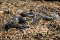 Zwei Ringelnattern in ihrem Nest