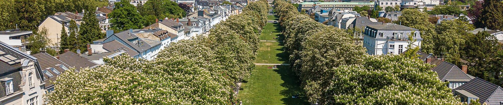 Drohnenaufnahme der Poppelsdorfer Allee im Frühling. Entlang der Allee blühen Kastanienbäume.