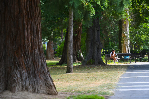 Spazierweg im Godesberger Stadtpark