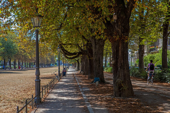 Kastanienbäum an der Poppelsdorfer Allee