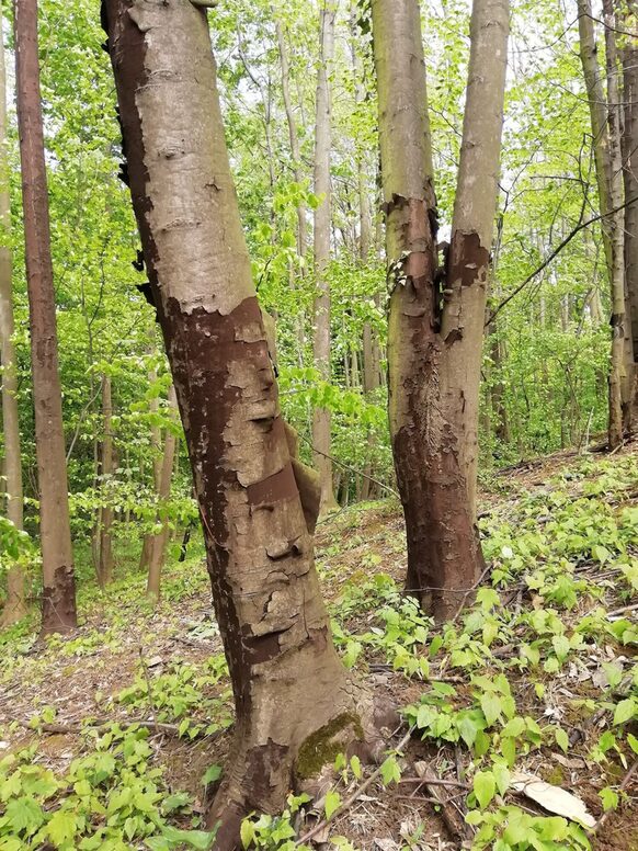 Ein von der Rußrindenkrankheit befallener Berg-Ahorn