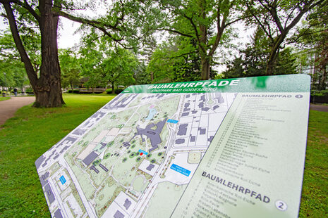 Übersichtsplan über den Baumlehrpfad im Stadtpark Bad Godesberg