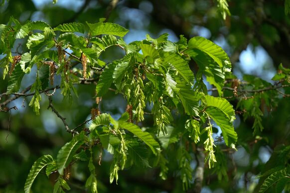 Grüne Blätter der Hainbuche