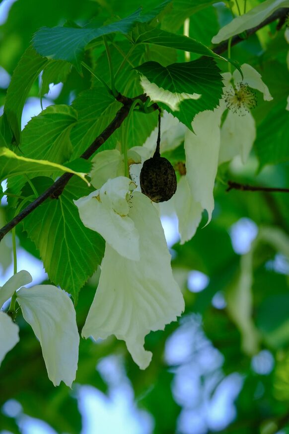 Frucht und Blätter des Taubenbaumes