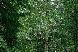 Ein grüner Laubbaum im Stadtpark Bad Godesberg