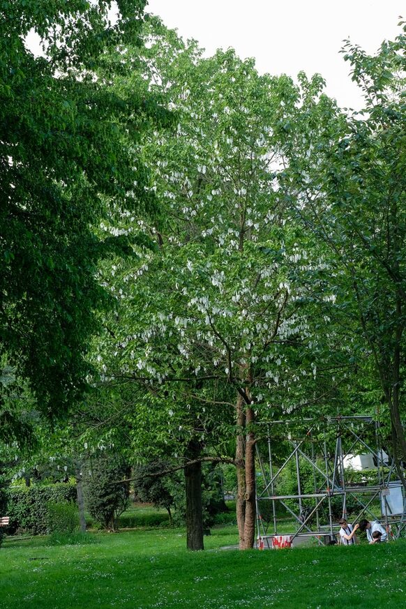 Ein grüner Laubbaum im Stadtpark Bad Godesberg