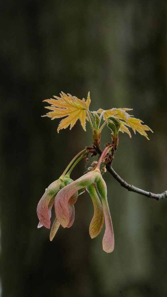 Blatt und Früchte vom Ailber-Ahorn