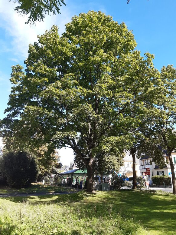 Spitzahorn an der Rigalschen Wiese