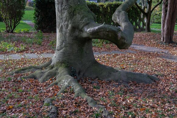 Die Wurzeln einer Hänge-Buche