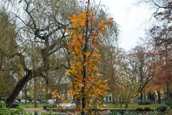 Ein Baum mit rot verfärbtem Laub