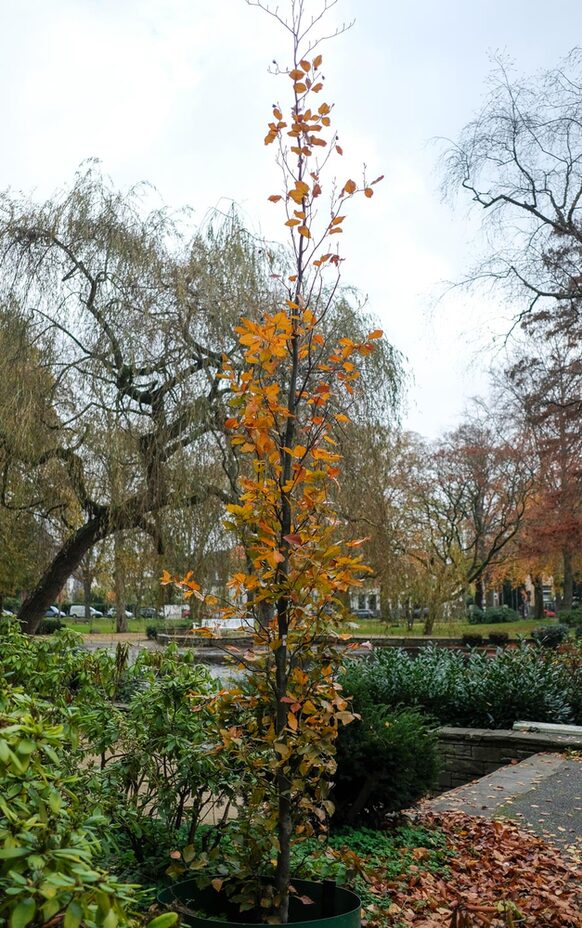 Ein Baum mit rot verfärbtem Laub