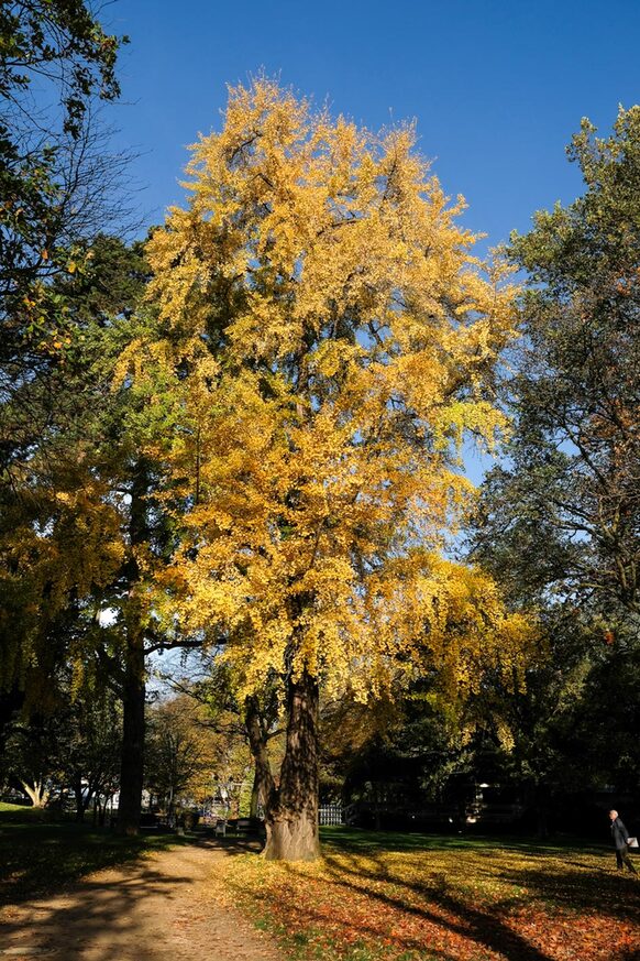 Ein herbstlicher Gingko