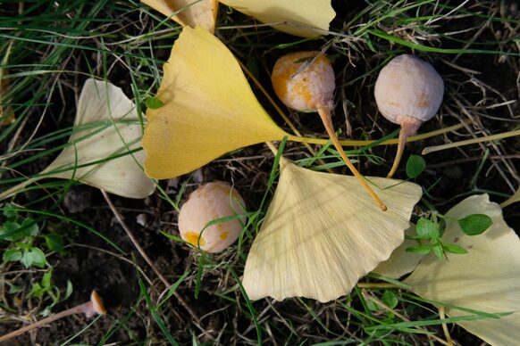 Blätter und Früchte eines Gingkos