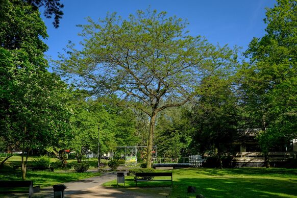 Ein Baum im Stadtpark Bad Godesberg