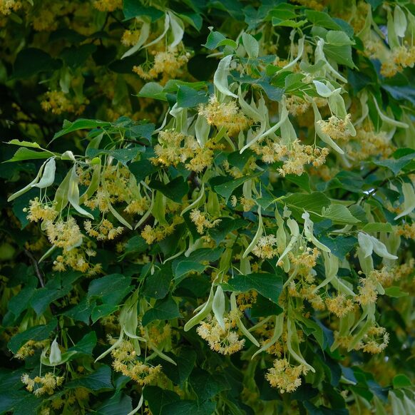 Die gelben Blüten der Linde