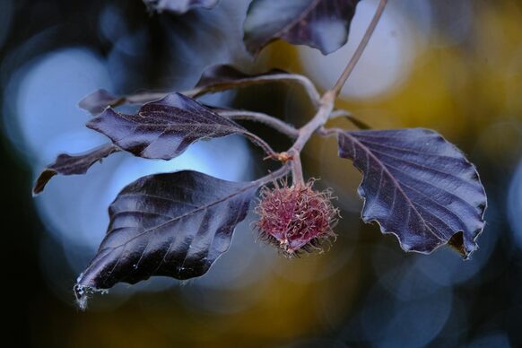 Frucht und Blätter der Blut-Buche