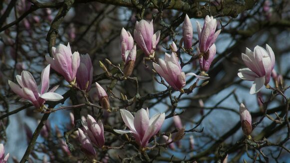 Die großen tulpenförmige Einzelblüten mit weißer Grundfarbe und rosa-violetten Einfärbungen der Tulpen-Magnolie