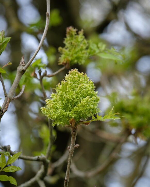 Die gefiederten Kronblätter der Blumen-Esche