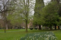 Ein Baum im Stadtpark Bad Godesberg