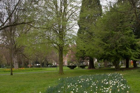 Ein Baum im Stadtpark Bad Godesberg