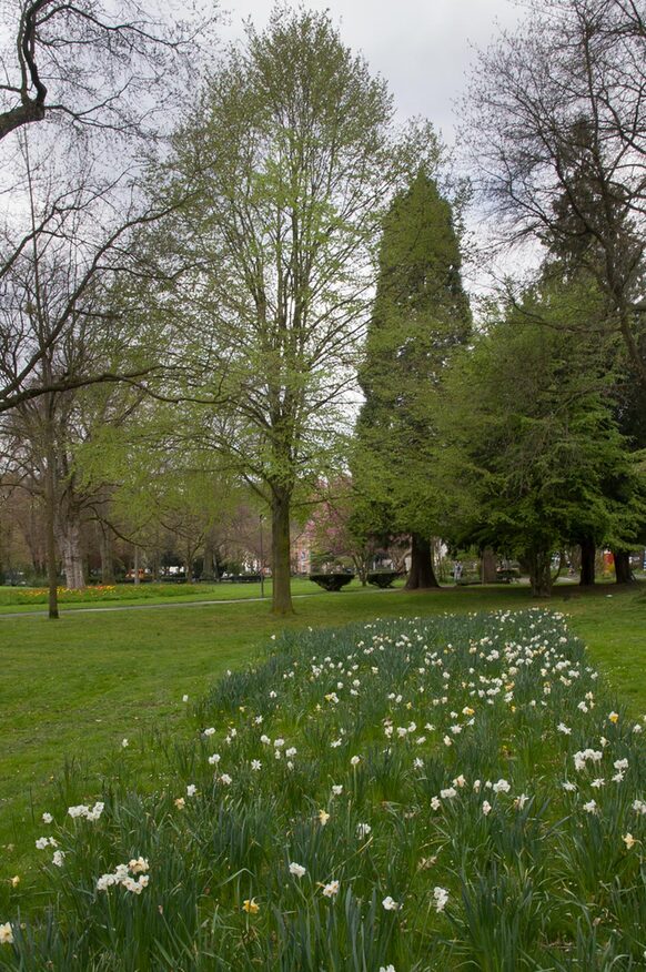 Ein Baum im Stadtpark Bad Godesberg