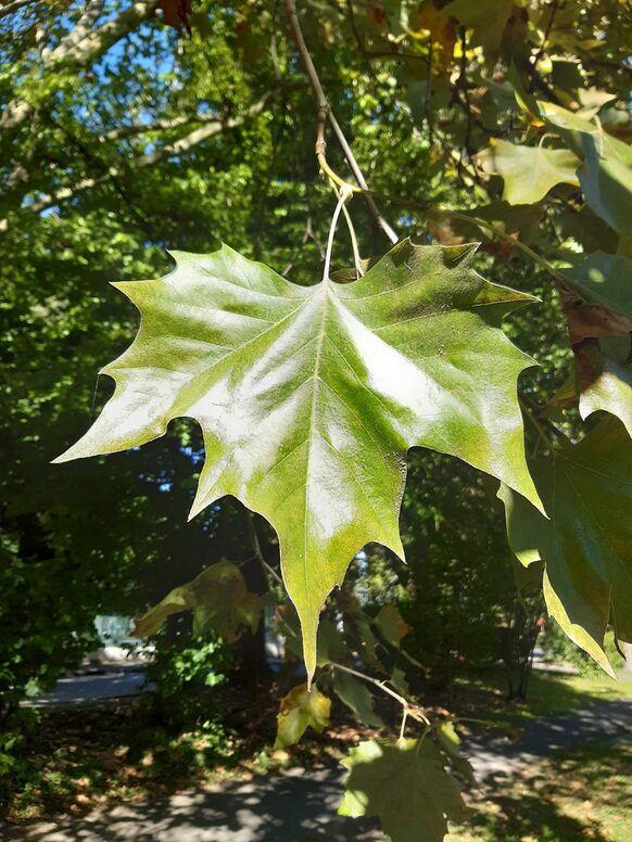 Ein Blatt einer Ahornblättrigen Platane