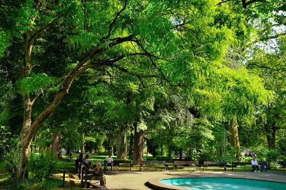 Ein Baum im Stadtpark Bad Godesberg