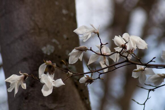 Blüten der Kobushi-Magnolie