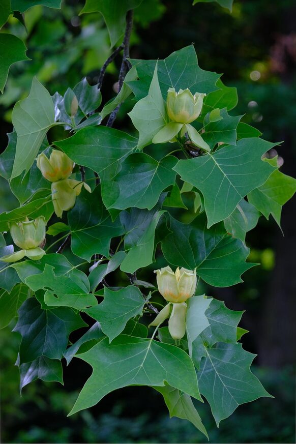 Tulpenähnliche Blüten und grüne Blätter des Tulpenbaumes