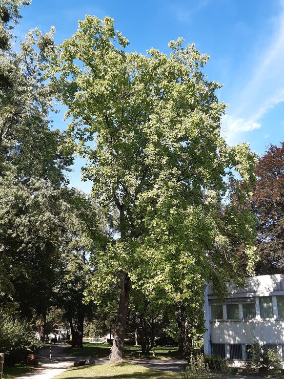 Ein Tulpenbaum