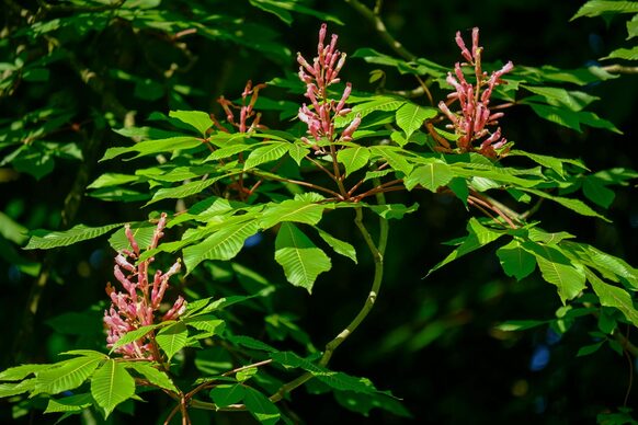 Karminrote Blüten der Roten Pavie