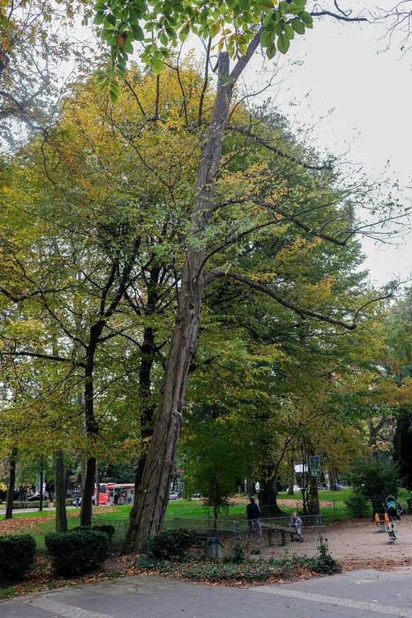 Ein Baum, dessen Laub sich bereits gelblich verfärbt