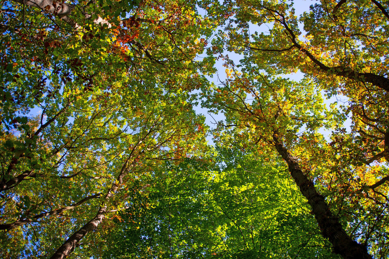 Herbstlich gefärbte Bäume im Wald