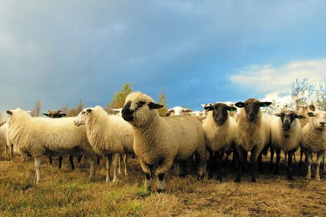 Schafe auf einer Wiese