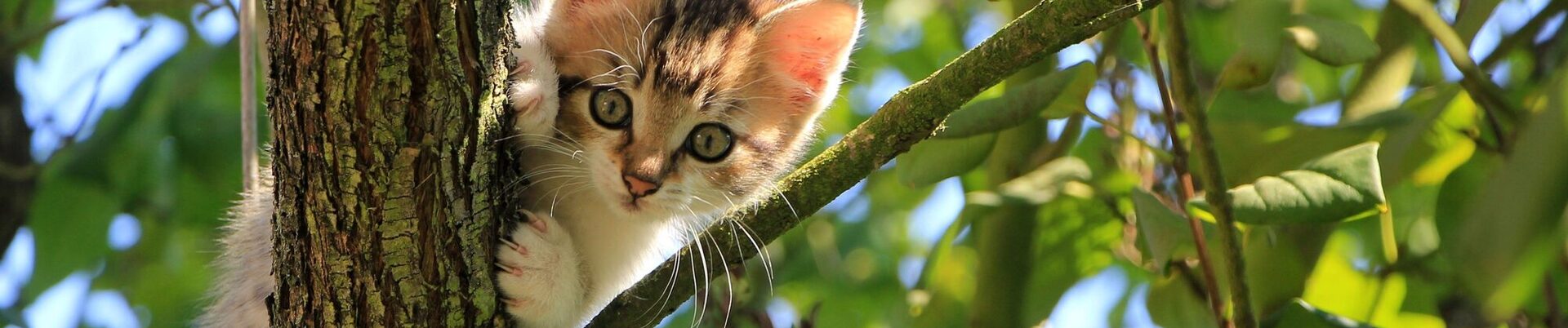 Kleine Katze in einem Laubbaum