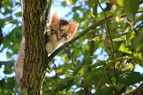 Kleine Katze in einem Laubbaum