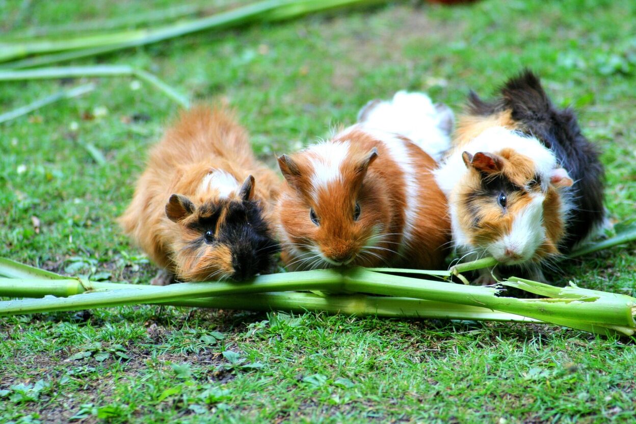 Drei Meerschweinchen beim Fressen auf einer Wiese