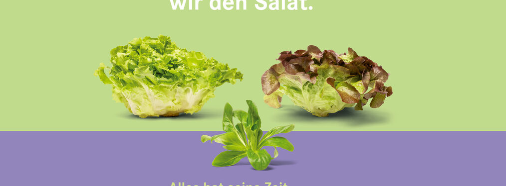 Wintersalate: Kopfsalat, Feldsalat etc.