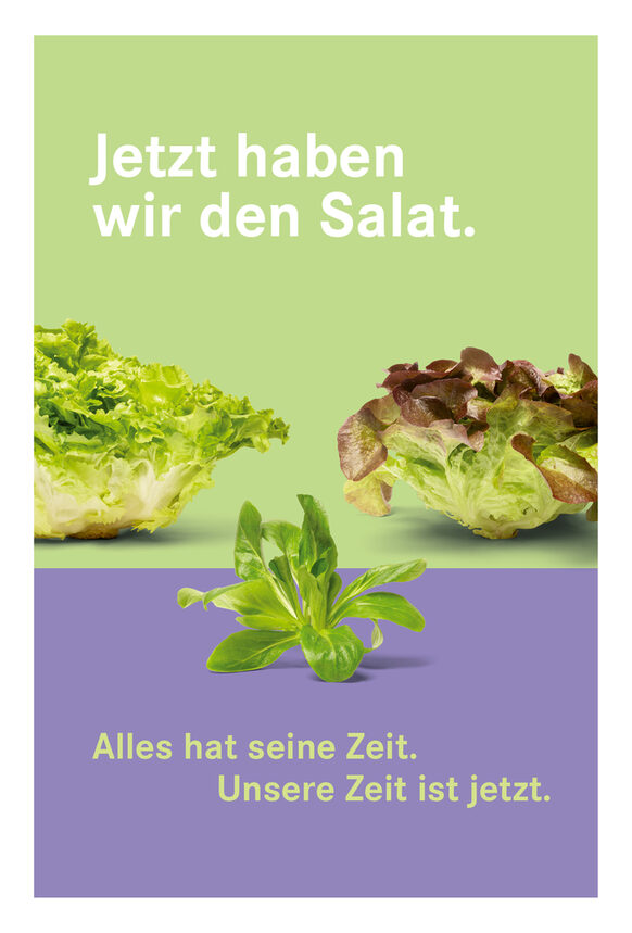 Das Bild zeigt Endivien-, Feld- und Kopfsalat