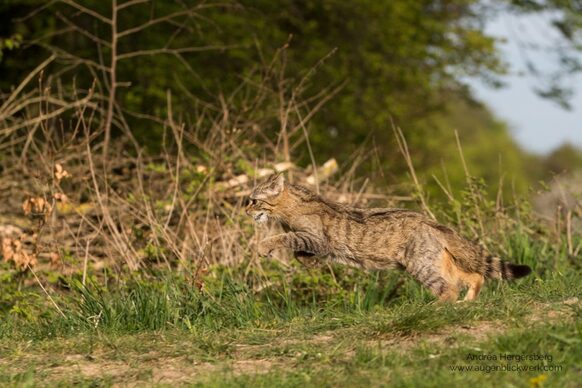 Wildkatze im Sprung